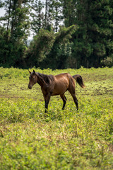 Horse Images, Stock Photos & Vectors