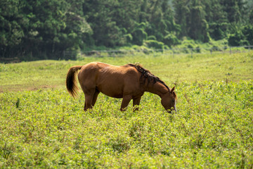 Horse Images, Stock Photos & Vectors