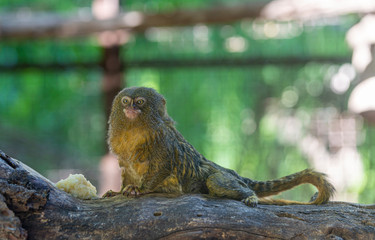 Titi monkey on a branch 