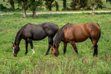 Horse Images, Stock Photos & Vectors
