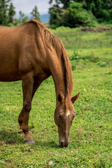 Horse Images, Stock Photos & Vectors