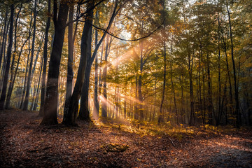 autumn sunrise in the forest