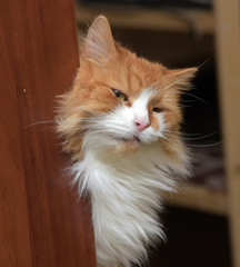red and white fluffy cat