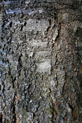 tree bark