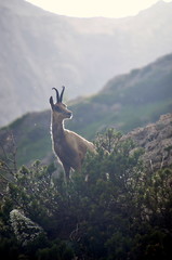 wild goat in the mountains