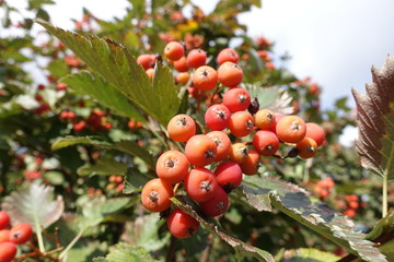 Close shot of berries of Sorbus aria in September