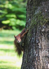 squirrel on tree