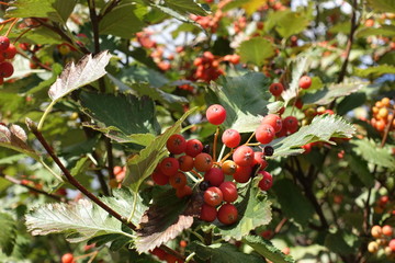 Close view of corymb of orange berries of Sorbus aria in September