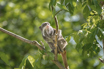 Emperor tamarin, Saguinus imperator, a New World monkey with grey fur and yellowish speckles on its chest
