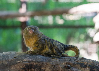 Titi monkey on a branch 