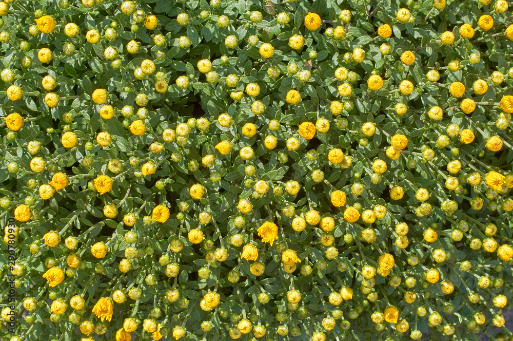 Wall mural chrysanthemums many small bright colors carpet background
