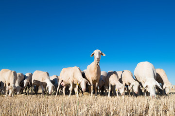 herd of sheep in the foreground.