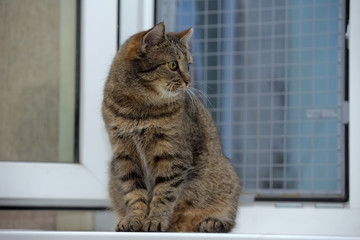 elderly tabby cat