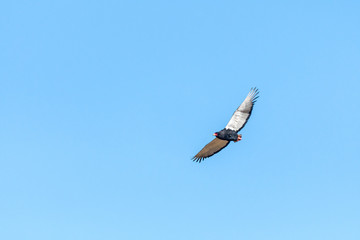 Bateleur eagle, Terathopius ecaudatus, flying