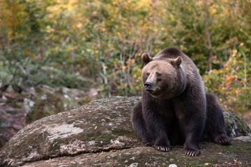 Fototapeta premium Brown bear is sitting on the rock in Bayerischer Wald National Park, Germany