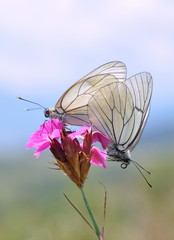 butterfly on a flower