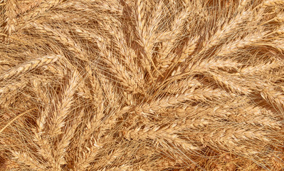 many wheat spikelets abstract background