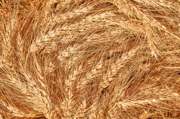 many wheat spikelets abstract background