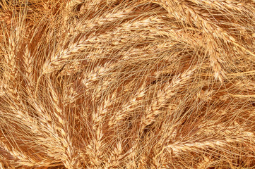 many wheat spikelets abstract background