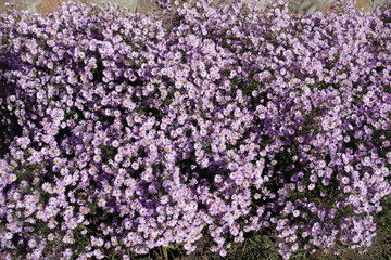 Fototapeta premium Dense cover of pink flowers of Symphyotrichum dumosum in October