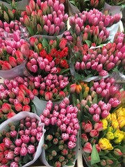 tulips in the market