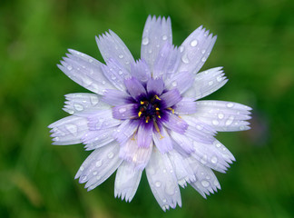purple flower