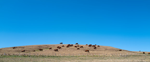 les vaches brouttent l'herbe sèche dans le pré