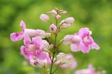 Pink flower is beauty in the garden