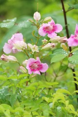 Obraz premium Pink flower is beauty in the garden