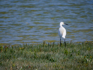 Aigrette - pointe du Hourdel