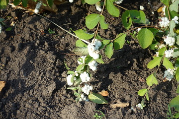 Fruits on branches of Symphoricarpos albus in late October