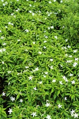 White flower is beauty in the garden