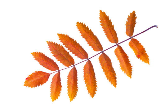 Colorful autumn Rowan leaf isolated on white background.