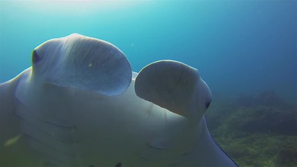 Big Manta Ray Close Up. Mantaray Or Reef Manta Feeding & Swimming Close In Sunlit Blue Sea Water On Coral Reef. Pelagic Filter Feeder & Underwater Wide Angle View Of Marine Life