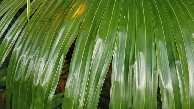 Close up of green palm leaves