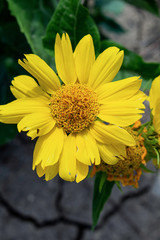 Yellow flower on the dry cracked ground. Ecological water problems, life victory concept
