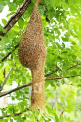 Bird nest on tree with the nature
