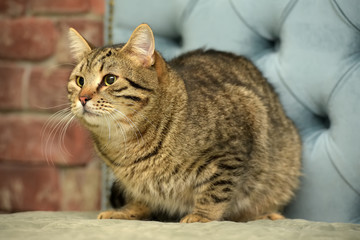 striped european cat on a blue