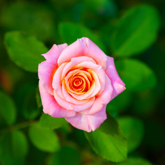 Beautiful pink rose on a blurry green background.