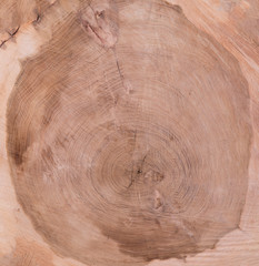 texture and structure of sawn wood wooden background,tree cross section