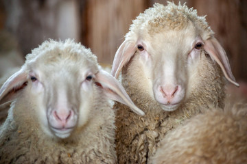 Köpfe von zwei Schafen