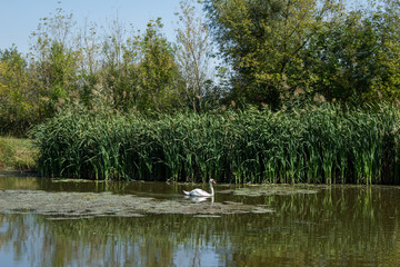 Swamp area Imperial Pond, Carska bara, Serbia. Large natural habitat for rare birds and other species.