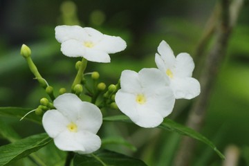 Fototapeta na wymiar White flower is beauty in the garden