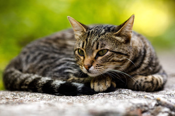 gray domestic cat is laying on stone against a background of green plants.