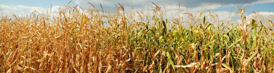 dry corn field panorama witj clouds