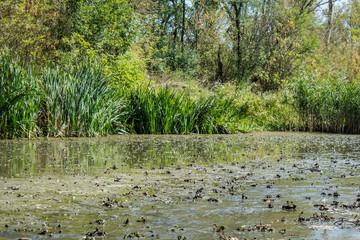 Swamp area Imperial Pond, Carska bara, Serbia. Large natural habitat for rare birds and other species.