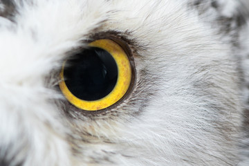 Owl eye close-up, eye of the Snowy Owl, Bubo scandiacus