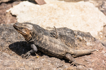 Echse im Botanischen Garten auf Gran Canaria