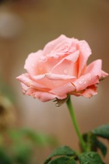 Beautiful roses is blooming in the garden