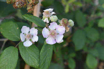 Fiore di more selvatiche